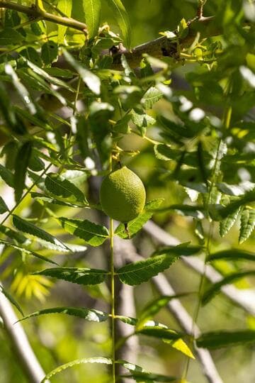 Juglans californica
