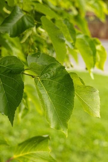 Tilia caroliniana