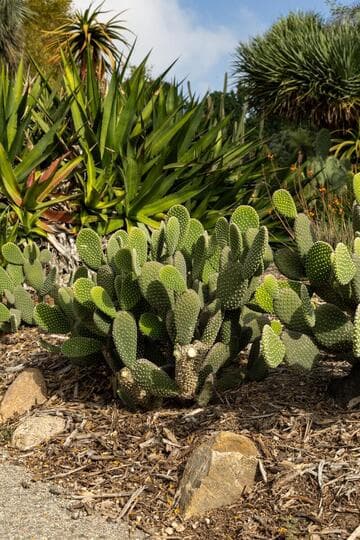 Opuntia microdasys var. albispina