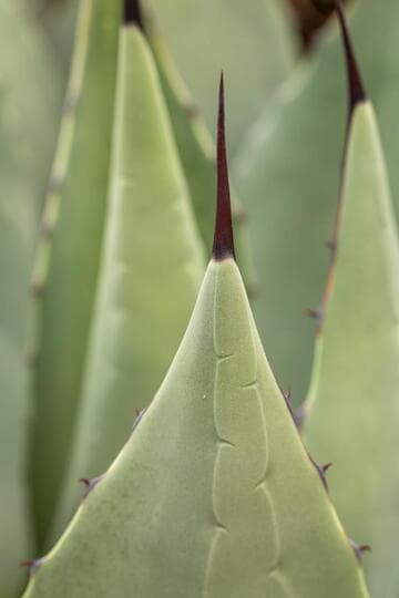Agave parryi var. huachucensis