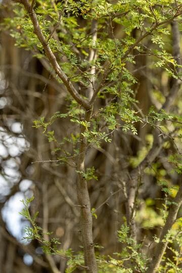Prosopis pubescens
