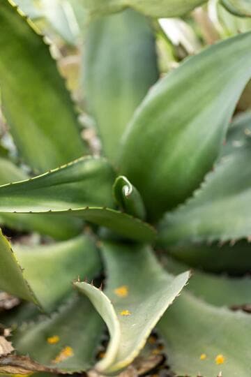 Agave marmorata