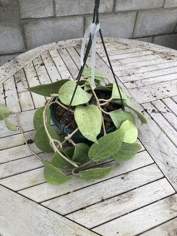 Hoya latifolia