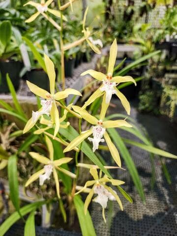 Miltonia flavescens