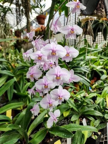 Phalaenopsis schilleriana