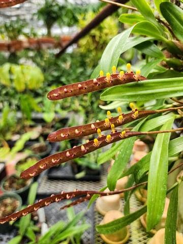 Bulbophyllum falcatum