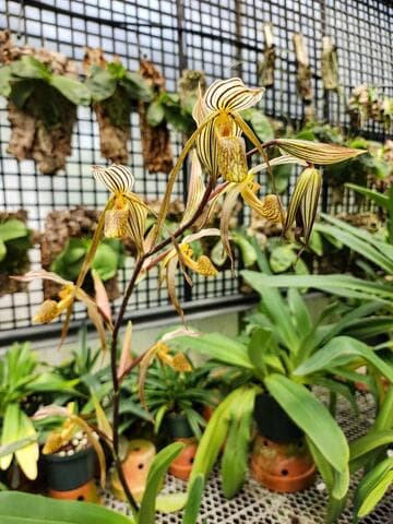 Paphiopedilum kolopakingii var. gigantea