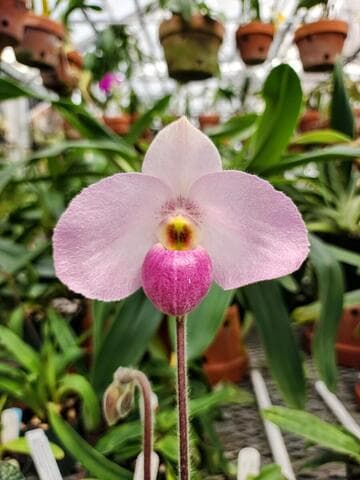 Paphiopedilum Ho Chi Minh