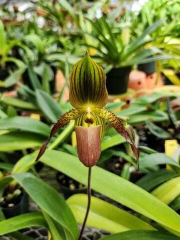 Paphiopedilum Bianca 'Sweetpea Weltz'