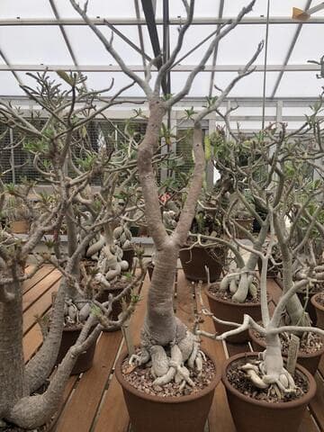 Adenium boehmianum