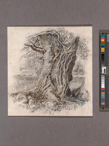 Old Oak in Boldrewood