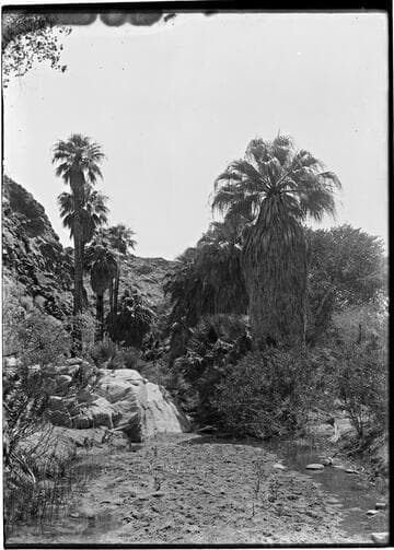 Palms and stream. [Variant]