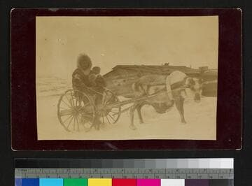 Charlie using Mr. L's cart and harness