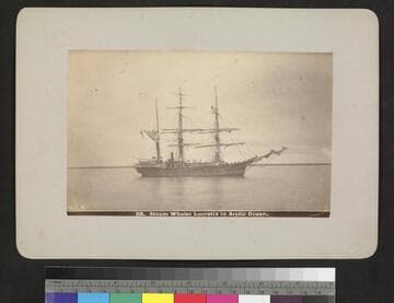 Steam whaler Lucretia in Arctic Ocean