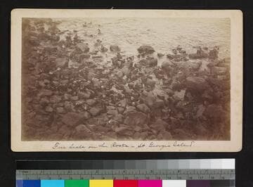 Fur seals on the rocks -- St. George's Island