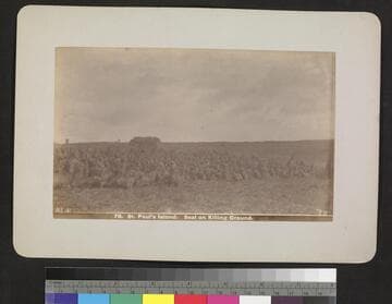 St. Paul's Island. Seal on killing ground