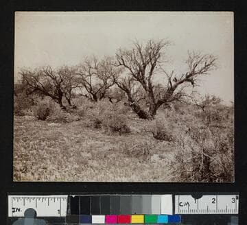 Mesquite, Half Way Station, Casa Grande to Florence, 1892