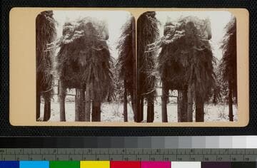 Acorn granary, Yosemite Valley