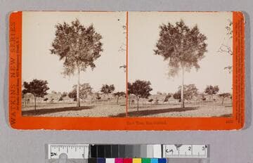 Cork tree, San Gabriel