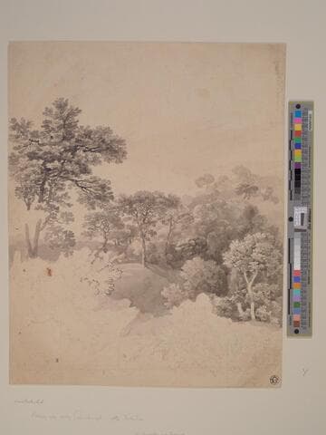 Tree Study