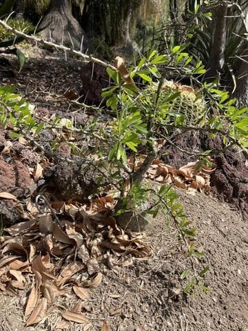 Fouquieria purpusii x F. fasciculata