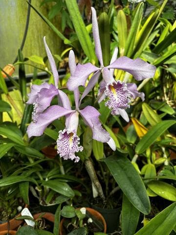 Cattleya maxima