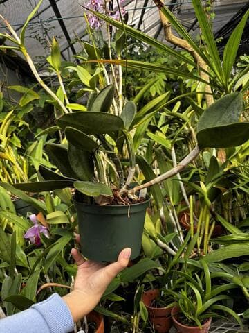 Cattleya schilleriana