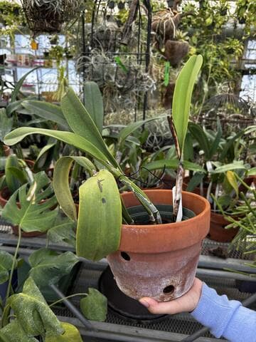 Cattleya labiata