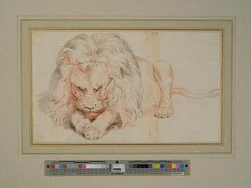 Lion Resting, Seen from the Front