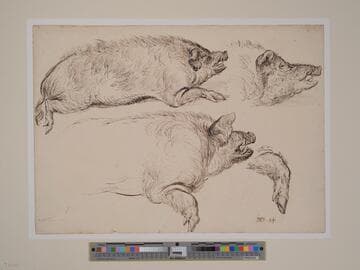 Wild Boar