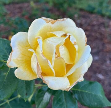 Rosa 'Eternal Flame'