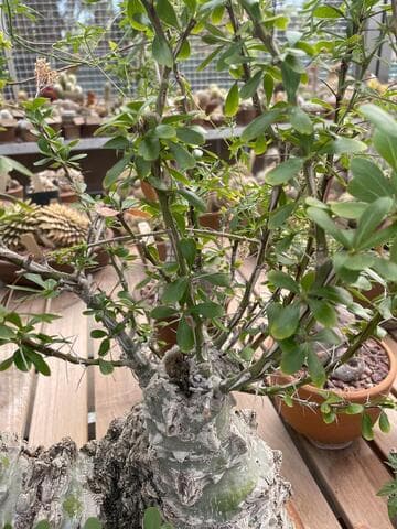 Fouquieria fasciculata