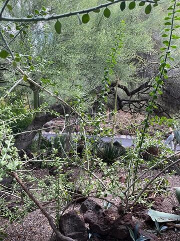 Fouquieria ochoterenae
