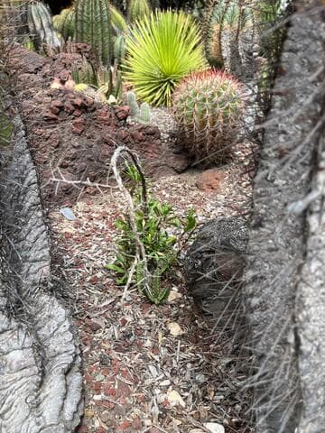 Fouquieria fasciculata x F. purpusii
