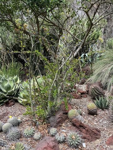 Fouquieria fasciculata