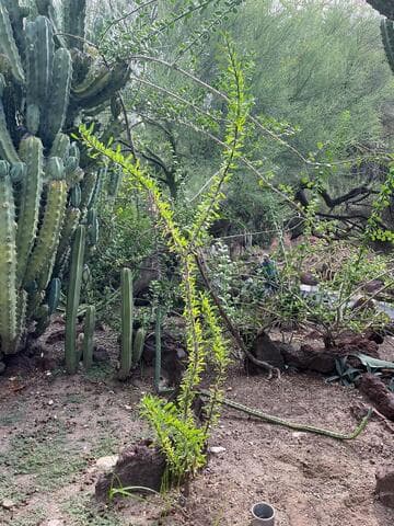 Fouquieria splendens ssp. campanulata