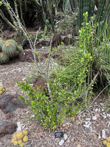 Fouquieria fasciculata