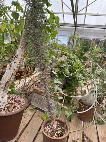 Didierea madagascariensis