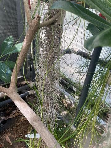 Didierea madagascariensis