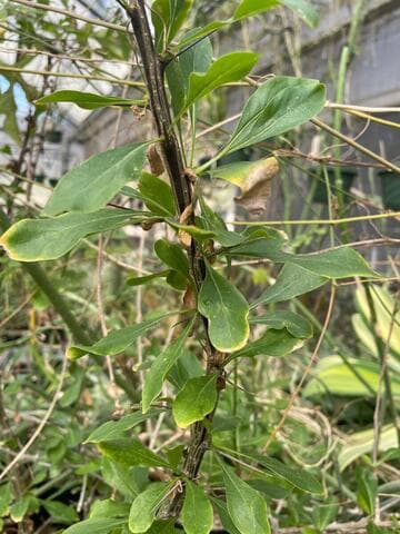 Fouquieria macdougalii