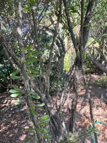 Fouquieria splendens ssp. campanulata