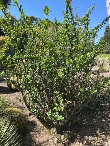 Fouquieria macdougalii