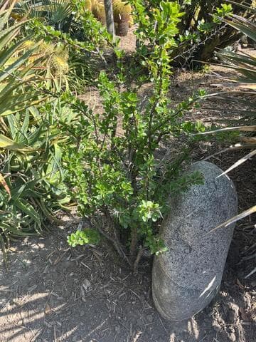 Fouquieria macdougalii
