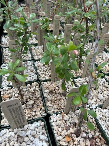 Fouquieria fasciculata