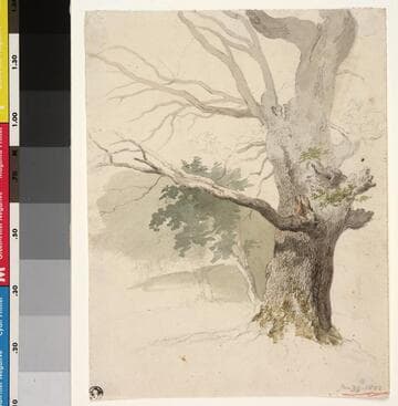 Study of an Oak