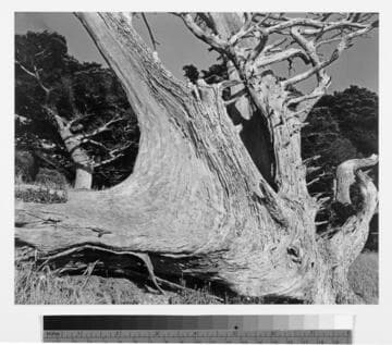 Cypress, Point Lobos