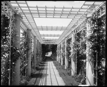 Rose garden pergola, circa 1915