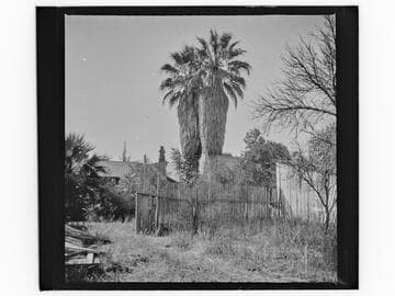 Two palm trees at the Wozencraft residence, San Bernardino