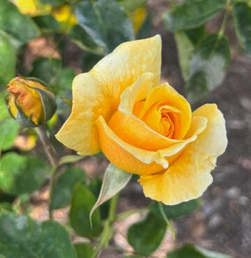 Rosa 'Richard E. West'