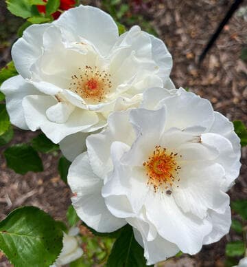 Rosa 'Margaret Merril'